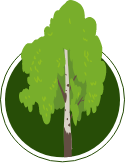 Illustration of a birch tree