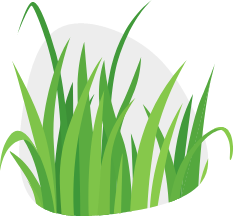 Illustration of grass