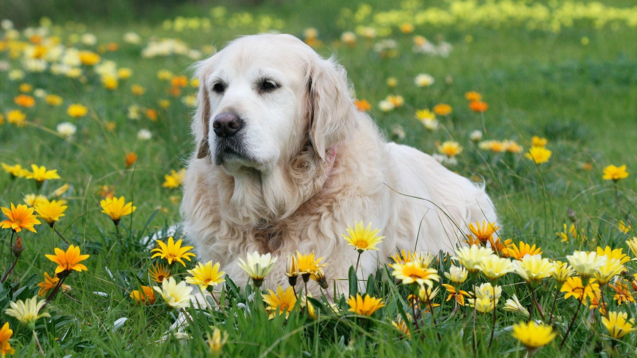 Dog laying in a bed of flowers