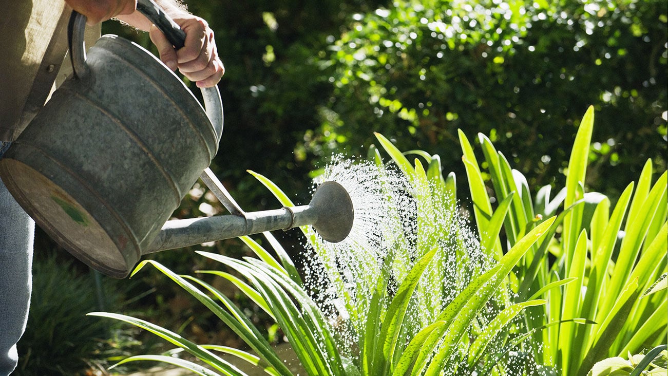Person using a watering can to water their garden