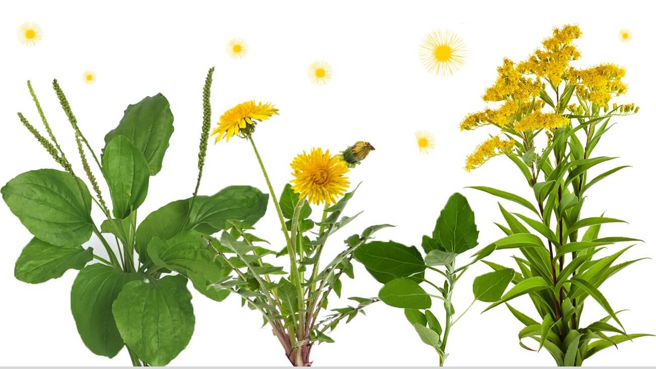 Weed Pollen Allergies – Allergy Guide™ | ZYRTEC®
