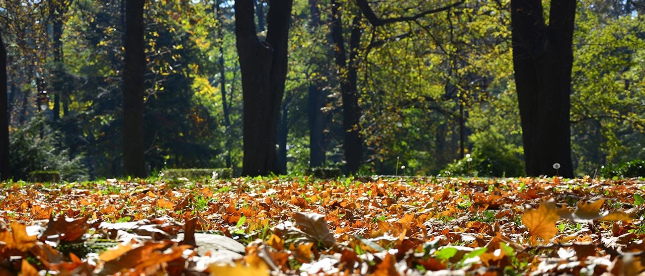 Primer plano de hojas marrones sobre el césped en un parque con árboles de fondo