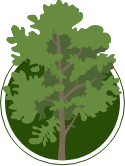 Illustration of an alder tree