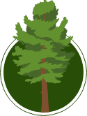 Illustration of a cedar tree