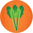 Illustration of celery