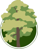 Illustration of a cottonwood tree