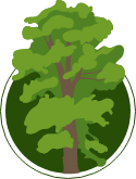 Illustration of an elm tree
