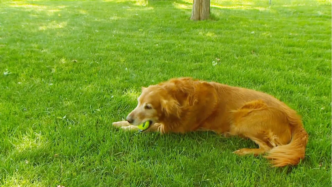 Dog with a tennis ball, laying on the grass