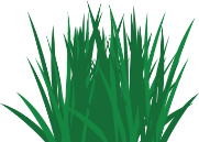 Ilustración de poa de los prados, un polinizador común