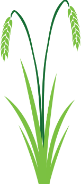 Ilustración de la hierba de centeno, un polinizador común