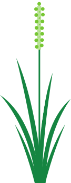 Ilustración de la hierba timotea, un polinizador común