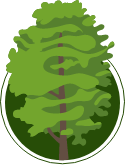 Illustration of a maple tree
