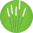 Illustration of timothy grass