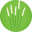 Ilustración de la hierba timotea