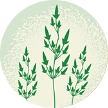 Illustration of Kentucky blue grass