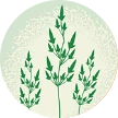 Illustration of Kentucky blue grass
