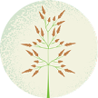 Illustration of Johnson grass
