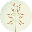 Illustration of Johnson grass
