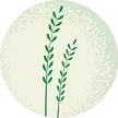Ilustración de la hierba de centeno