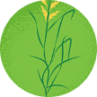 Ilustración de la hierba festuca