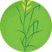 Ilustración de la hierba festuca