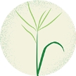 Illustration of Bermuda grass