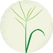 Illustration of Bermuda grass
