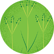 Illustration of Bahia grass