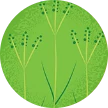 Illustration of Bahia grass