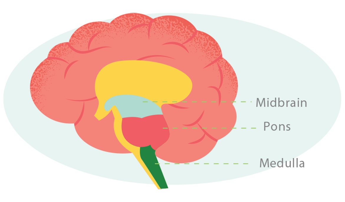 Illustration of a brain with the midbrain, pons, and medulla labeled