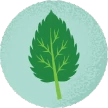 Nettle leaf