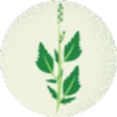 Pigweed plant