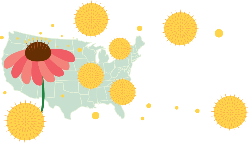 El polen es uno de los alérgenos más comunes de los Estados Unidos