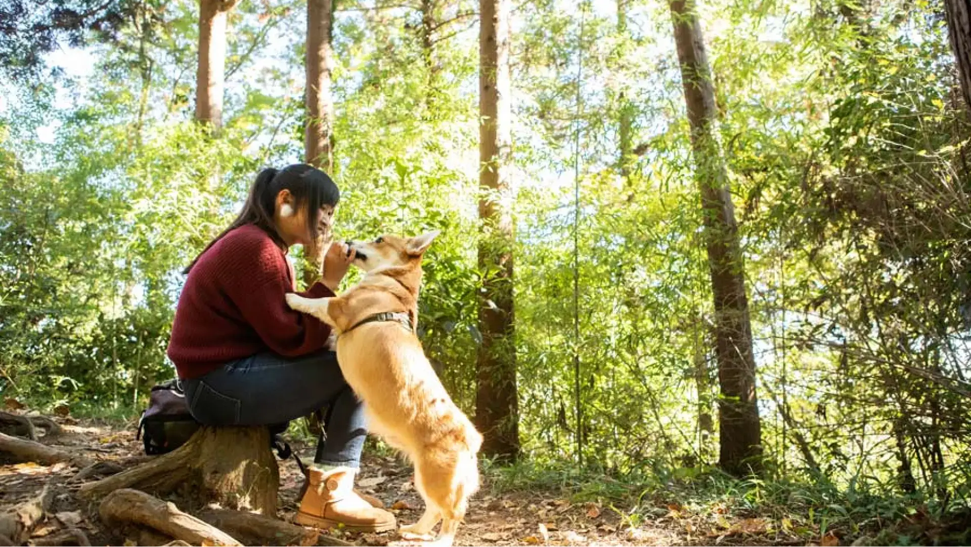 A person sitting on a tree stump while on a walk in the woods with a dog.
