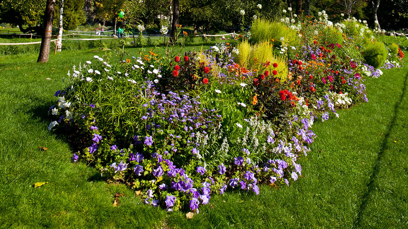 Jardín de flores silvestres creciendo en un patio trasero